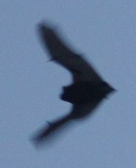 Chiroptera