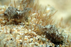 Stylocheilus striatus