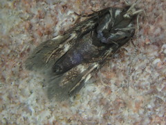 Aproaerema taeniolella