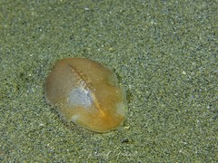Planoceridae