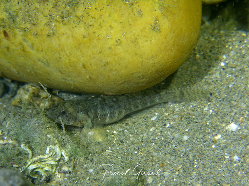 Zebra goby (Zebrus zebrus) — Gobiidae