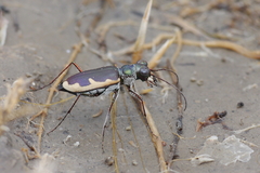 Eunota circumpicta johnsonii
