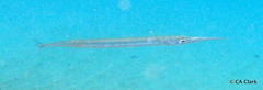 Platybelone argalus