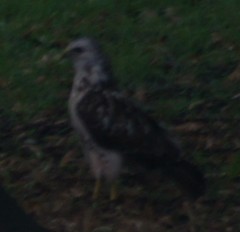 Buteo buteo