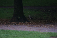Buteo buteo