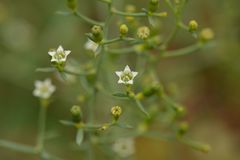 Thesium divaricatum