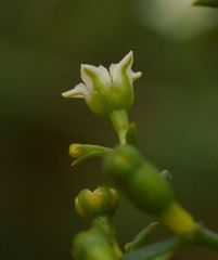 Thesium divaricatum