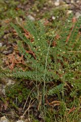 Thesium divaricatum