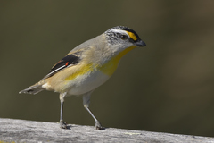 Pardalotus striatus ornatus
