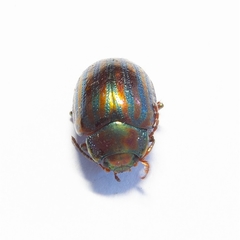 Chrysolina americana
