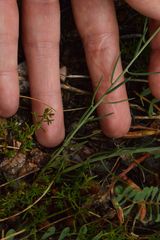 Thesium divaricatum