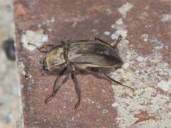 Helichus lithophilus