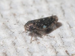 Xestocephalus superbus