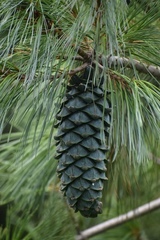 Pinus armandi