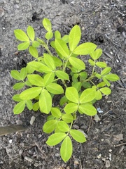 Taenidia integerrima