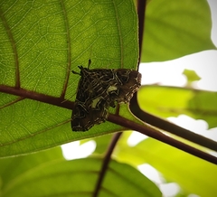 Paracymoriza vagalis