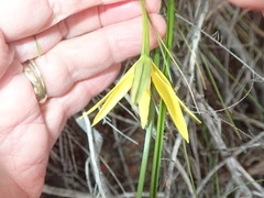 Pauridia curculigoides