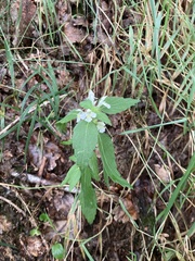 Galeopsis segetum
