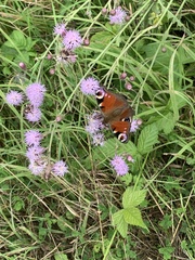 Aglais io