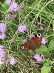 Aglais io