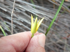 Pauridia curculigoides