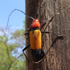 Purpuricenus laetus