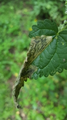 Agromyza pseudoreptans