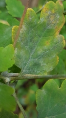 Erysiphe macleayae