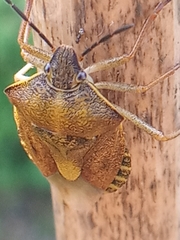 Carpocoris purpureipennis