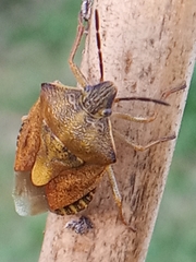 Carpocoris purpureipennis