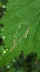 Stigmella splendidissimella