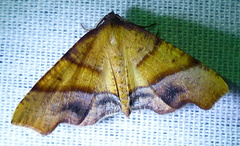 Plagodis phlogosaria