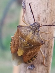 Carpocoris purpureipennis