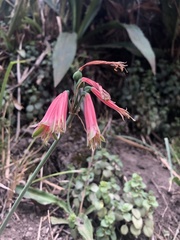 Phaedranassa brevifolia
