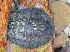 Acanthochitona garnoti