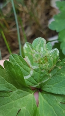 Phytomyza ranunculi