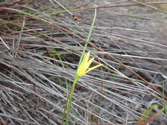 Pauridia curculigoides