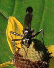 Eremnophila aureonotata