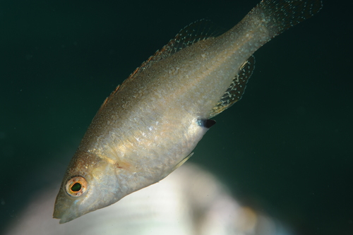 Grey Wrasse, photo 6 of 8
