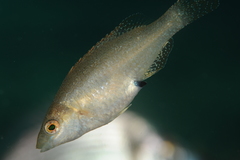 Grey Wrasse photo 5