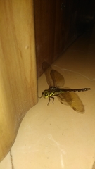 Anaciaeschna jaspidea