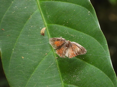Deudorix epijarbas