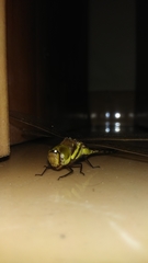 Anaciaeschna jaspidea