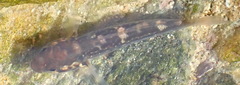 Psammogobius knysnaensis