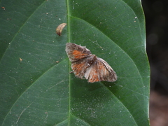 Deudorix epijarbas