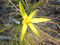 Pauridia curculigoides