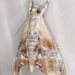 Julia's Dicymolomia Moth - Photo (c) Curtis Eckerman, some rights reserved (CC BY-NC), uploaded by Curtis Eckerman