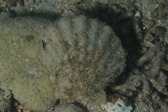 Pecten jacobaeus