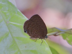 Arhopala major