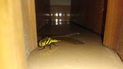 Anaciaeschna jaspidea